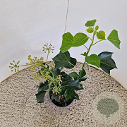 Hedera hel. 'Arborescens' 25-30 cm 2,5L