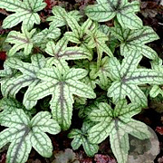 Heucherella 'Kimono' GM P9