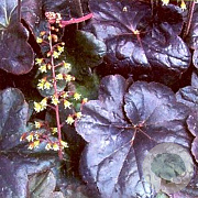 Heuchera 'Obsidian' GM P9