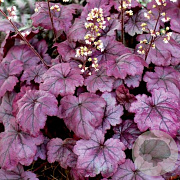 Heuchera 'Plum Royale' GM P9