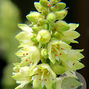 Heuchera 'Thomas' GM P9