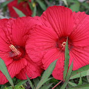 Hibiscus 'Fireball' GM  P11