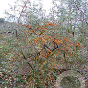 Hippophae rhamnoides 250-300 cm draadkluit struik 175-200 diameter