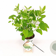 Hydrangea a. Strong Annabelle 30-40 cm 3,0L