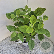 Hydrangea a. Strong Annabelle 30-40 cm 3,0L