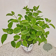 Hydrangea a. Strong Annabelle 30-40 cm 5,0L