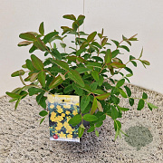 Hypericum 'Hidcote' 30-40 cm 2,5L