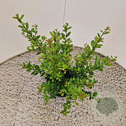 Ilex crenata 'Caroline Upright' 40-45 cm 2,5L