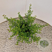 Ilex crenata 'Stokes' 30-40 cm 2,5L