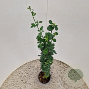 Jasminum nudiflorum 70-80 cm 2,5L