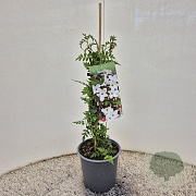 Jasminum officinale 70-80 cm 2,5L