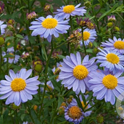 Kalimeris mongolica 'Antonia' GM P9