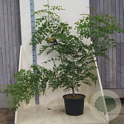 Koelreuteria paniculata 150-175 cm 20L meerstammig