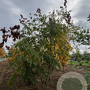 Koelreuteria paniculata 200-250 cm draadkluit meerstammig 160-180 cm diameter