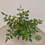Koelreuteria paniculata 30-40 cm 2,5L