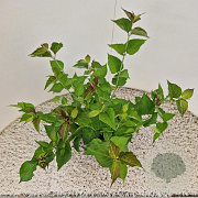 Leycesteria formosa 40-50 cm 3,0L