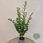 Ligustrum ovalifolium 100-120 cm 4,5L