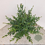 Ligustrum vulg. 'Lodense' 40-45 cm 4,5L