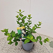 Lonicera fragrantissima 30-40 cm 2,5L