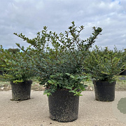 Lonicera nit. 'Elegant' 20-30 cm C1.5