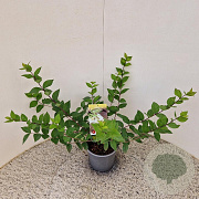 Lonicera purpusii 'Winter Beauty' 30-40 cm 2,5L