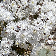Lychnis flos-cuculi Petit Henri GM P9