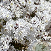 Lychnis flos-cuculi Petit Henri GM P9