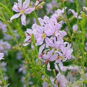 Lythrum virgatum 'Joy' GM P9