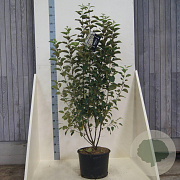 Malus 'Evereste' 150-175 cm 20L meerstammig