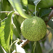 Maclura pomifera 'Cannonball' 175-200 cm draadkluit meerstammig 200-250 diameter