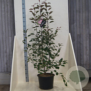 Malus 'Rudolph' 150-175 cm 20L meerstammig