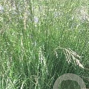 Molinia arund. 'Fontäne' GM P9