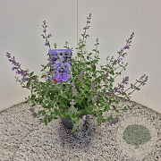Nepeta 'Walker's Low' 25-30 cm 2,5L