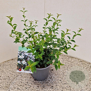 Osmanthus burkwoodii 30-40 cm 2,5L
