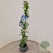 Passiflora caerulea 70-80 cm 2,5L