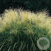 Panicum virgatum 'Strictum' GM P9 BIO