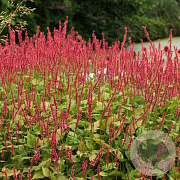 Persicaria a. 'Anouk' GM P9