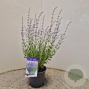 Perovskia atripl. 'Little Spire' 30-40 cm 2,5L