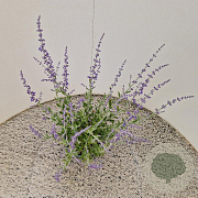 Perovskia atripl. 'Little Spire' 40-50 cm 2,5L