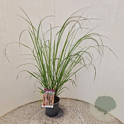 Pennisetum al. 'Redhead' 60-70 cm 2,5L