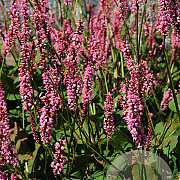 Persicaria a. 'Rowden Gem' GM P9