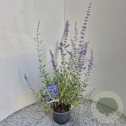 Perovskia 'Blue Spire' 30-40 cm 2,5L