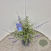Perovskia 'Blue Spire' 40-50 cm 2,5L