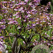 Penstemon 'Dark Towers' GM P9