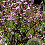 Penstemon 'Dark Towers' GM P9