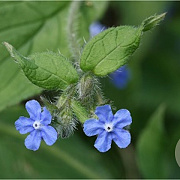 Pentaglottis sempervirens GM P9