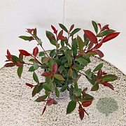 Photinia fraseri Carré Rouge 50-55 cm 3,0L