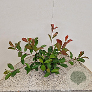 Photinia fraseri 'Red Robin' 50-60 cm 3,0L
