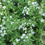 Philadelphus 'Lemoinei' 125-150 cm met kluit struik