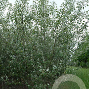 Populus alba 300-350 cm draadkluit meerstammig